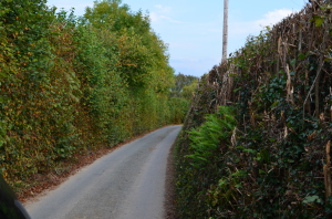 Eine typische Straße in Dartmoor 